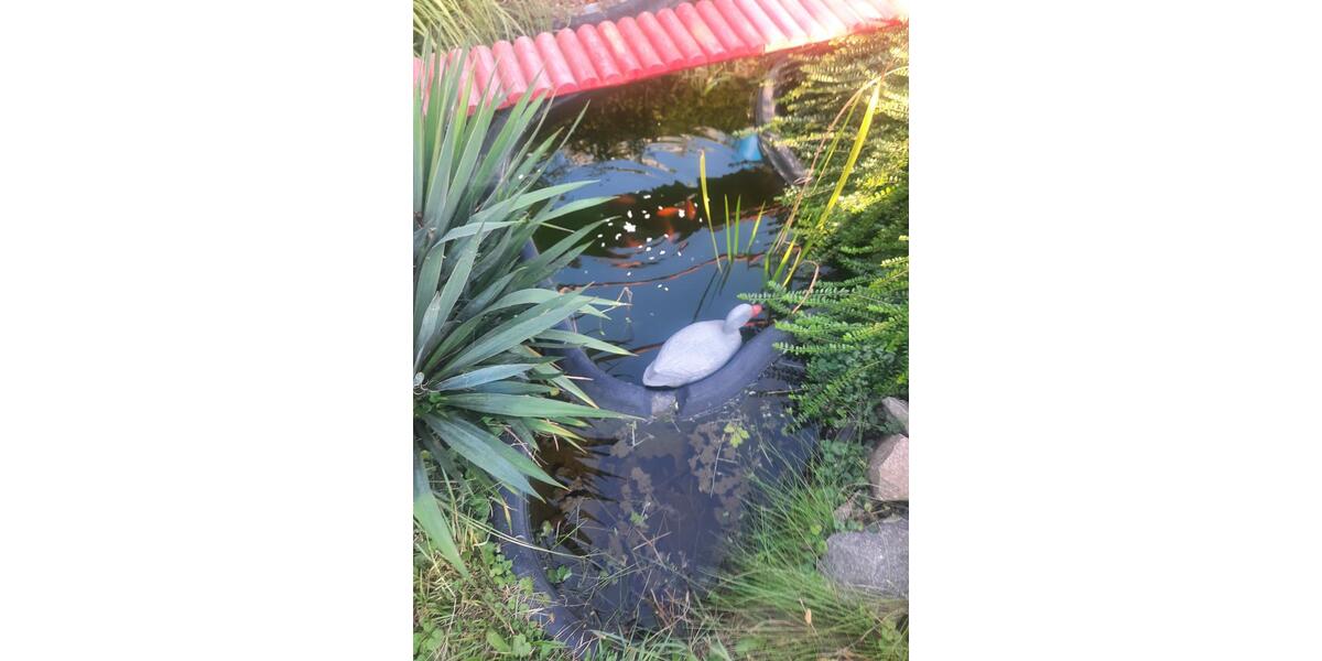 Doppelhaushälfte Dresden Pieschen - 11 Zimmer, 220 m&sup2;, 480.000&euro; | Angebot:26147188