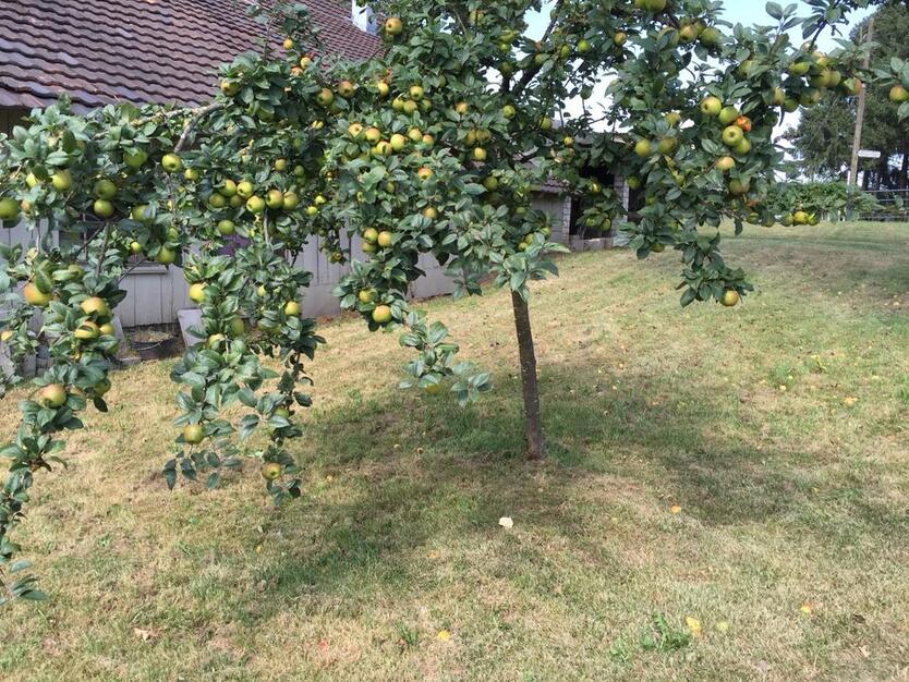 Wohnhaus mit landwirtschaftlichen Nebengebäuden zimmer