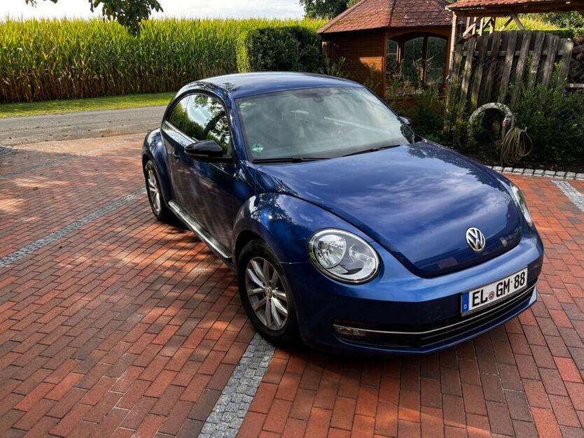 Beetle