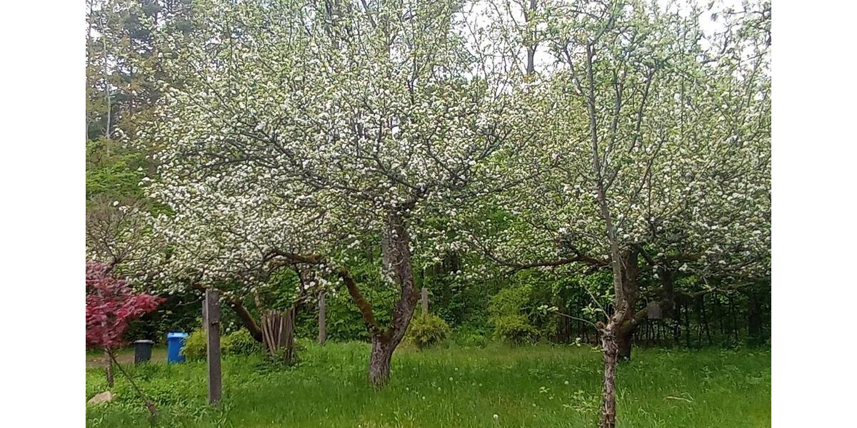 Bungalow Petershagen/Eggersdorf Eggersdorf - 3 Zimmer, 80 m&sup2;, 1.250&euro; | Angebot:26099391