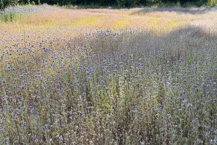 Grundstück Hebenshausen Hebenshausen - 37.500&euro; | Angebot:21346240