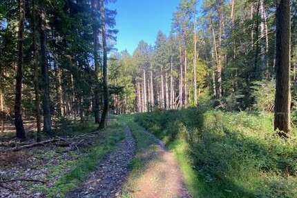 Grundstück in Pentling Matting 132.000 € 15433 m² zimmer