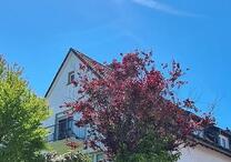 Ruhige 2 Zimmer 50qm Wohnung mit Garten in Gummersbach - Waldrandlage + Stellplatz + Einbauküche