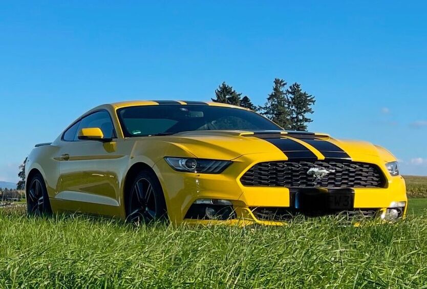 Mustang
