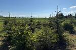 Grundstück Wangenheim Wangenheim - 35.000&euro; | Angebot:26657172