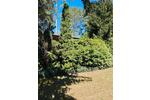Bungalow Berlin Pankow - 30.000&euro; | Angebot:26794726