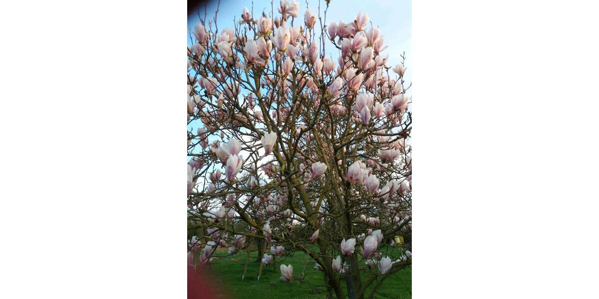 Einfamilienhaus Strasburg (Uckermark) - 8 Zimmer, 208 m&sup2;, 244.000&euro; | Angebot:26167959