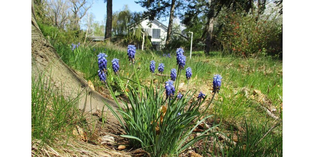 Doppelhaushälfte Coswig - 5 Zimmer, 108 m&sup2;, 275.000&euro; | Angebot:26097602