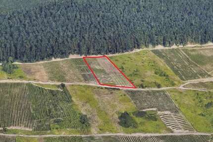 Grundstück Zell - 10.000&euro; | Angebot:17454234