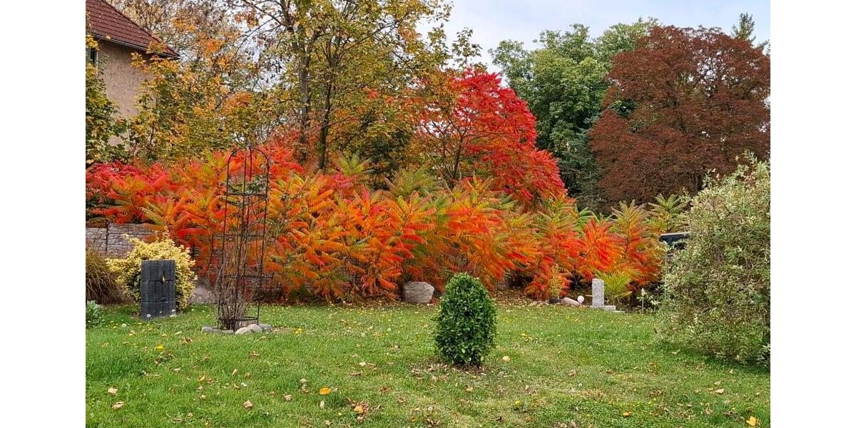 Bungalow Oschersleben (Bode) - 3 Zimmer, 80 m&sup2;, 319.000&euro; | Angebot:26026076