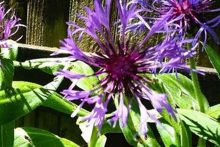 Haus zum Mieten in Wangen im Allgäu 2.500 € 250 m² 7 zimmer