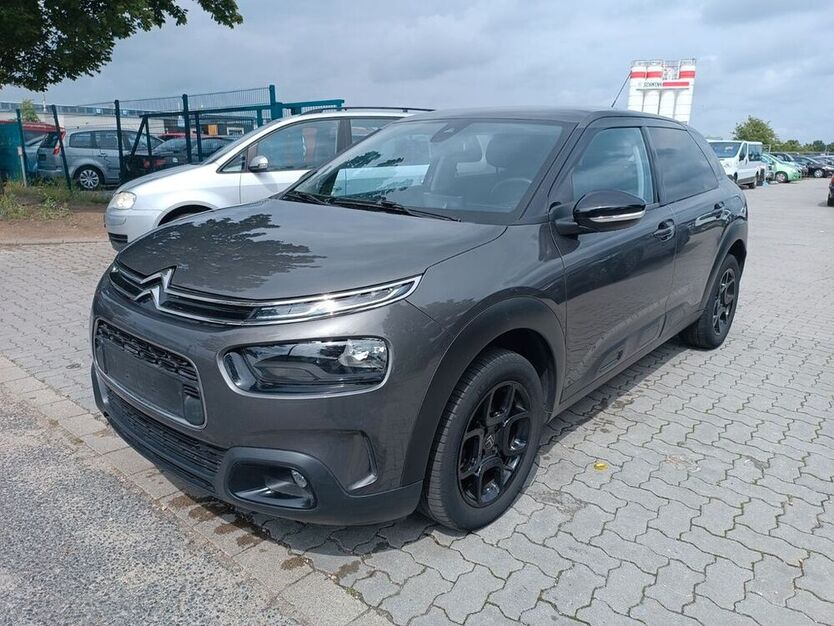 C4 Cactus