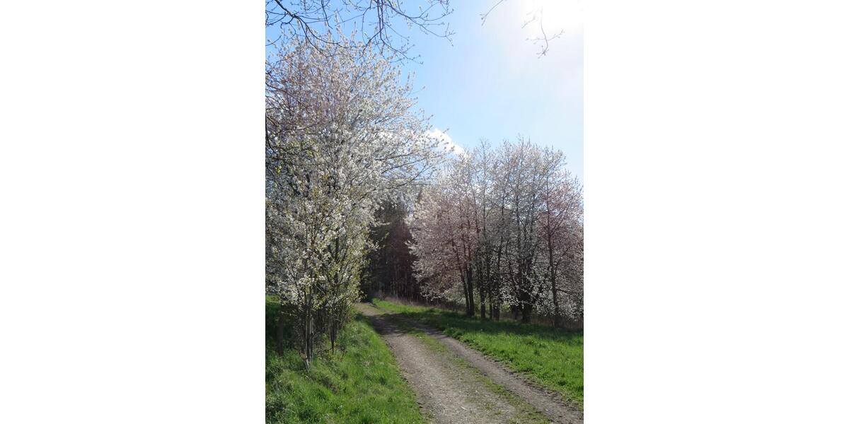 Freistehendes Einfamilienhaus in ländlicher Lage zu vermieten 6 zimmer