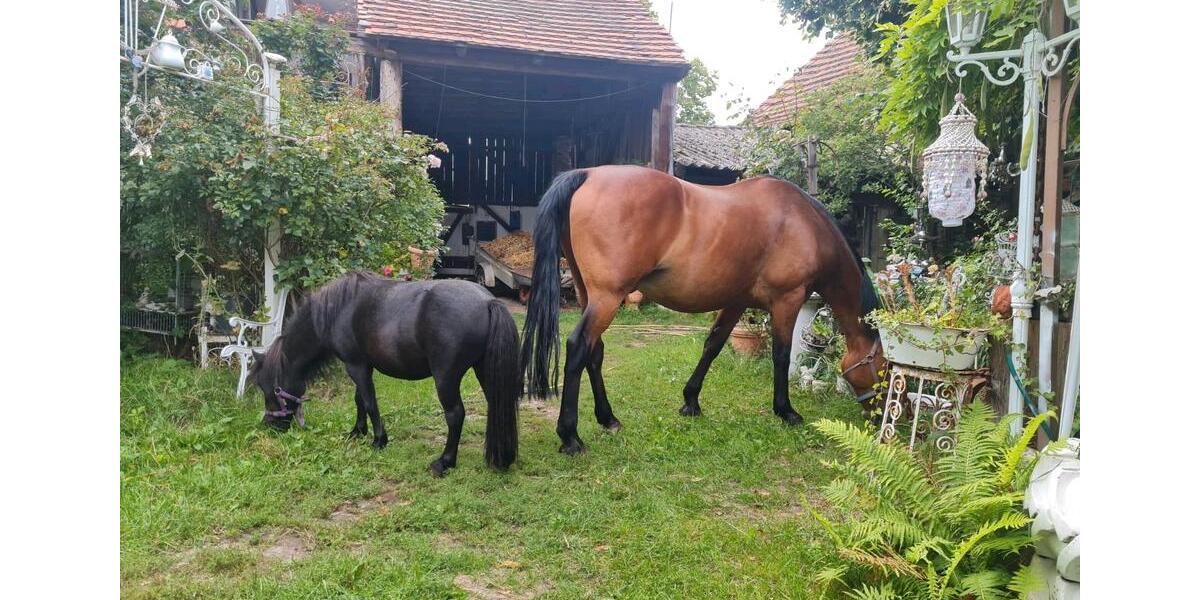 Bauernhaus, Landhaus Genthin - 350.000&euro; | Angebot:25380059