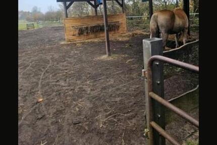 Wohnung mit pferdehaltung 4 zimmer