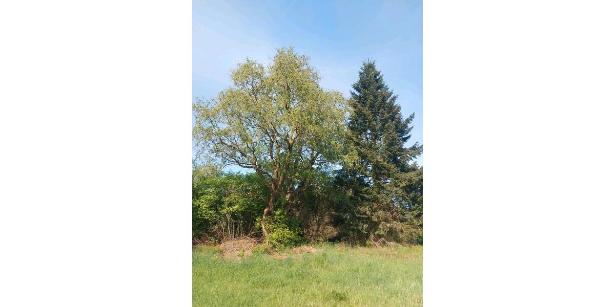 Bauernhaus, Landhaus Hankensbüttel - 6 Zimmer, 140 m&sup2;, 159.000&euro; | Angebot:26607285