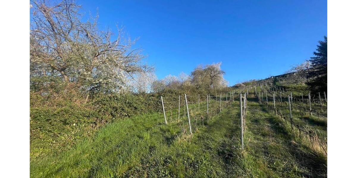 Grundstück Vaihingen an der Enz Vaihingen - 5.900&euro; | Angebot:25708063