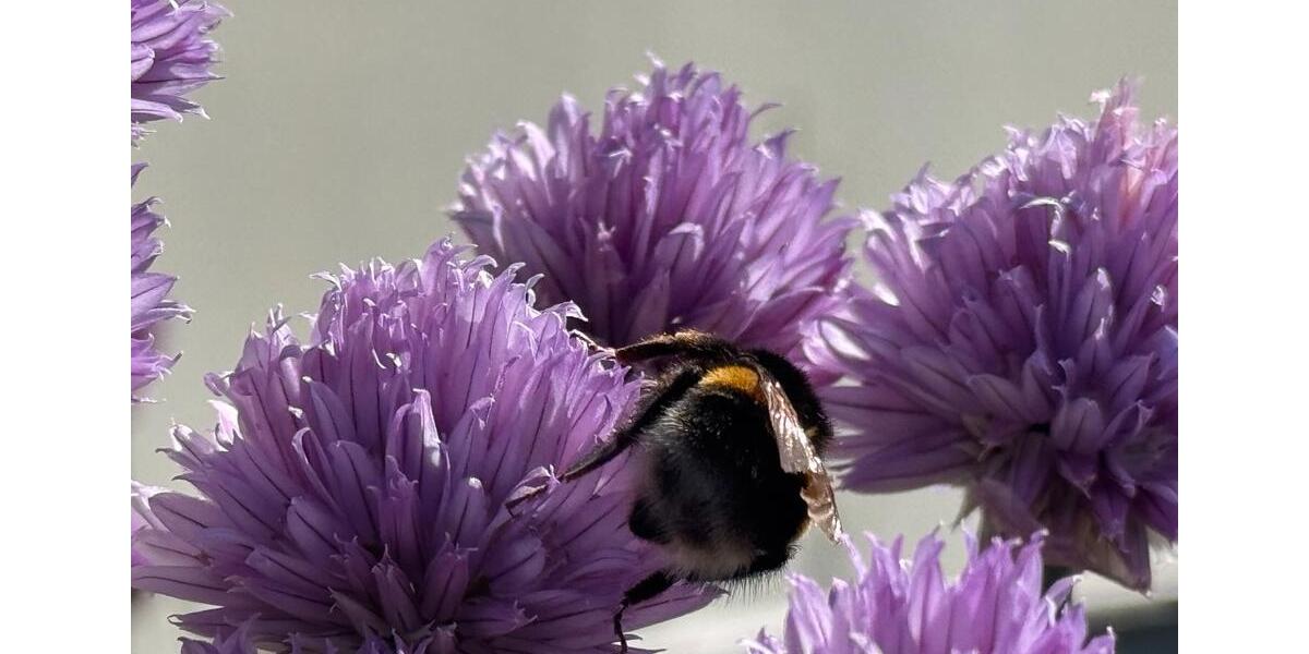 Wohnung zu vermieten, Einzimmerwohnung, Bischofswiesen zimmer