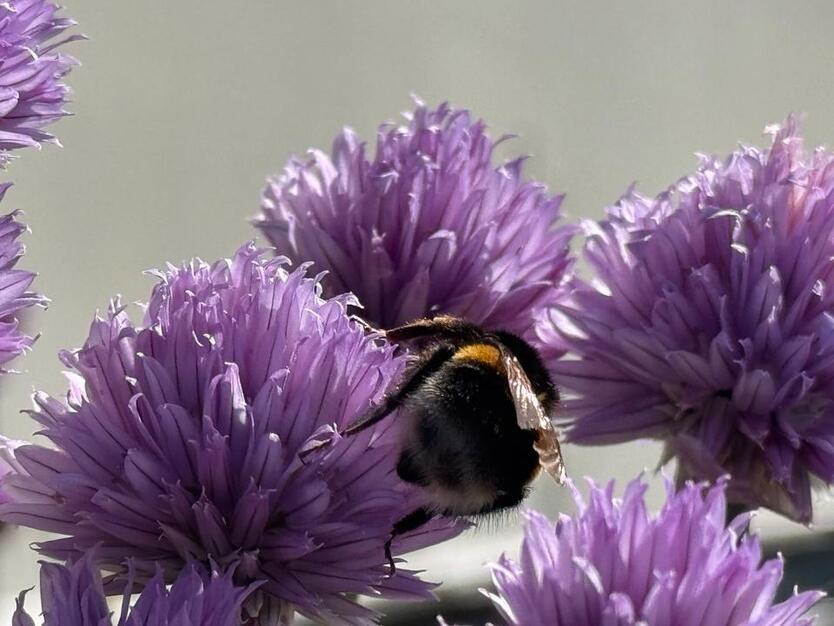 Wohnung zu vermieten, Einzimmerwohnung, Bischofswiesen zimmer