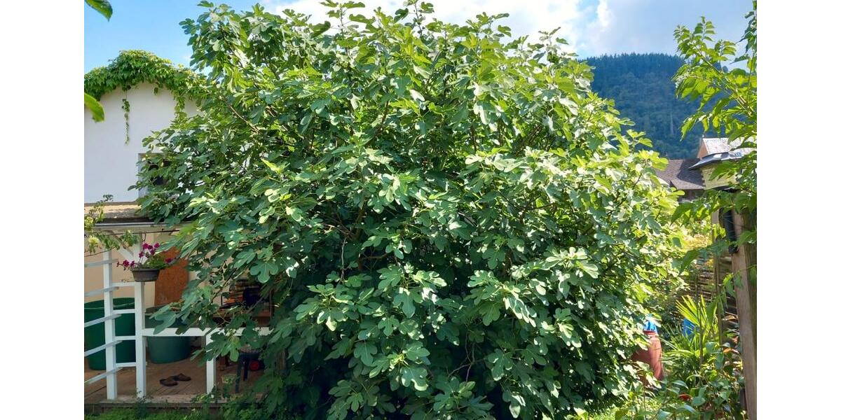 Einfamilienhaus Traben-Trarbach Trarbach - 349.000&euro; | Angebot:26451818