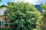Einfamilienhaus Traben-Trarbach Trarbach - 349.000&euro; | Angebot:26451818