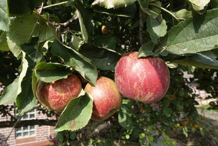 Haus Uslar - 9 Zimmer, 170 m&sup2;, 190.000&euro; | Angebot:25180053