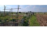Grundstück Bornheim - 200&euro; | Angebot:26152652