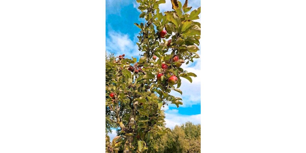 Einfamilienhaus Zeven - 8 Zimmer, 300 m&sup2;, 699.000&euro; | Angebot:25942775