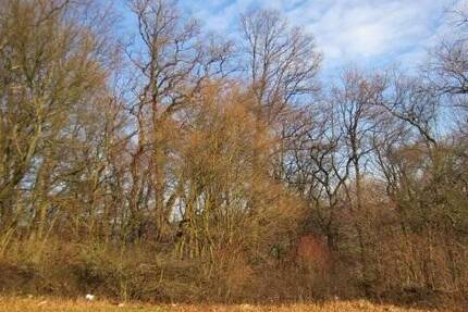 Grundstück Widdern - 25.000&euro; | Angebot:25700084