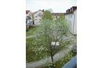 Etagenwohnung Garching an der Alz Garching - 2 Zimmer, 57 m&sup2;, 172.000&euro; | Angebot:26541236