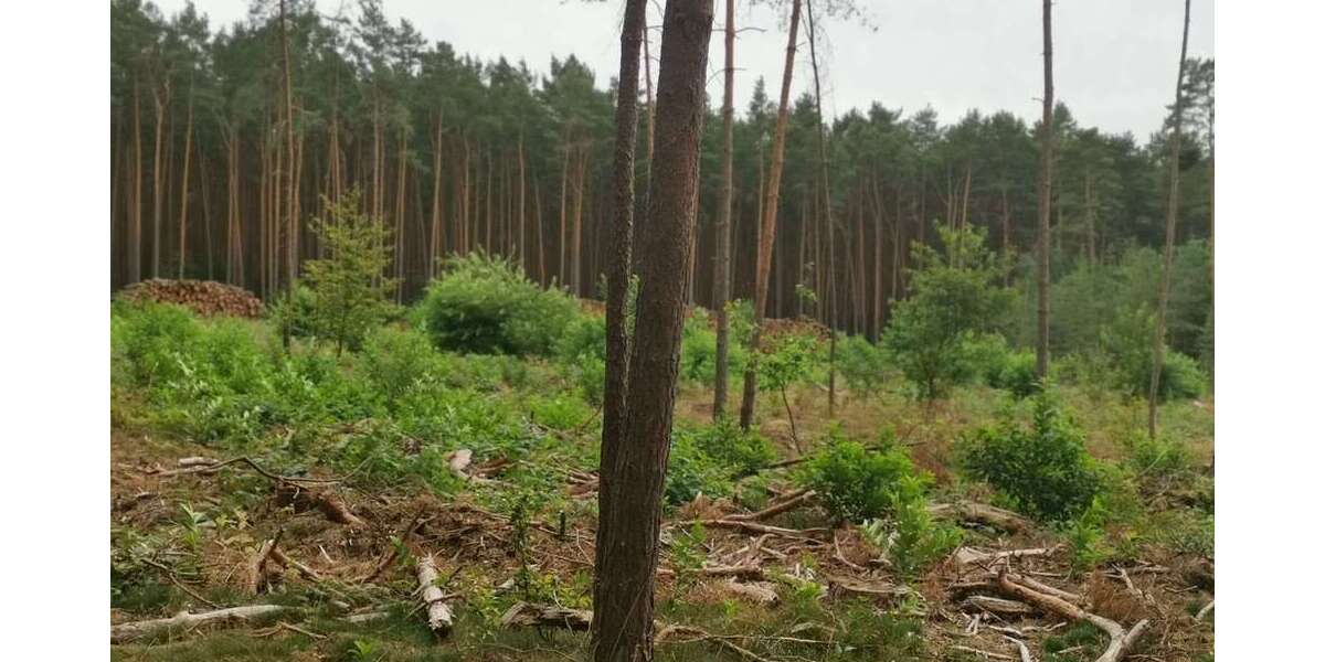 Grundstück in Schönhausen 38.000 € 24966 m² zimmer