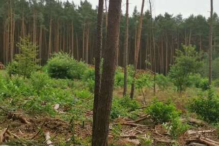 Grundstück Schönhausen - 38.000&euro; | Angebot:23197332