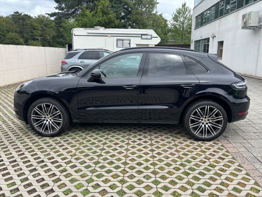 Macan