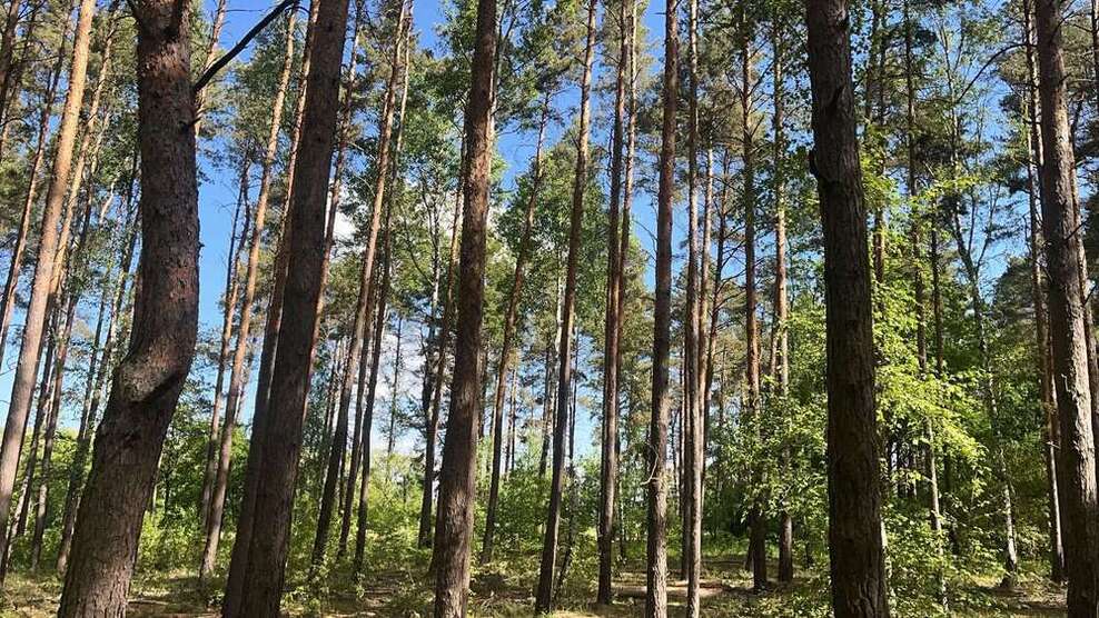 Grundstück in Drebkau 72.000 € 75454 m²