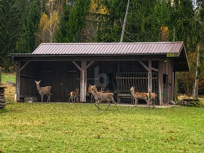 NATURREFUGIUM MIT TEICHANLAGEN UND 2 GEBÄUDEN - Grundstück Kulmain | Angebot:27109387