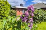 Bungalow Hemmoor Westersode - 3 Zimmer, 91 m&sup2;, 219.000&euro; | Angebot:26805582