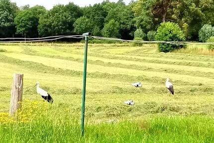 Wohnung zu vermieten 3 zimmer