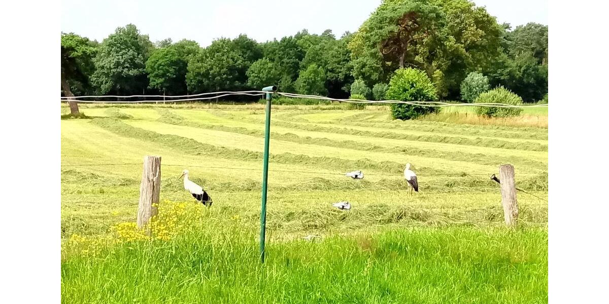Wohnung zu vermieten 3 zimmer