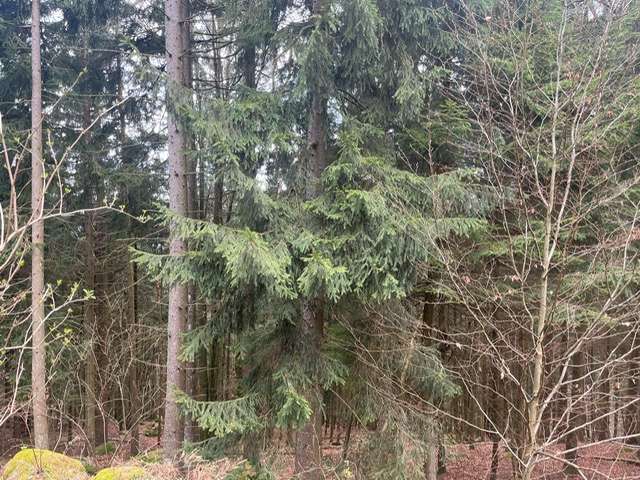 Grundstück in loderhart 96.000 € 21763 m²