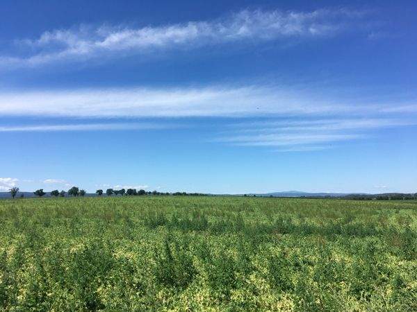 *** Weidegrundstück mit knapp 2500m² *** zimmer