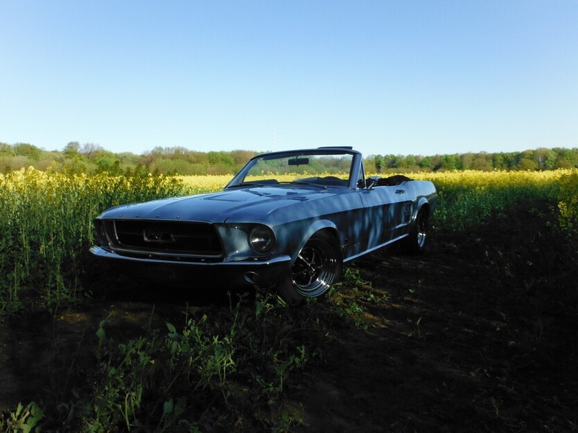 Mustang