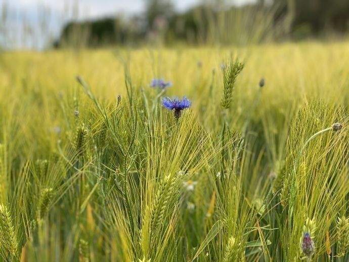 Grundstück Nauen - 121.210&euro; | Angebot:26037836