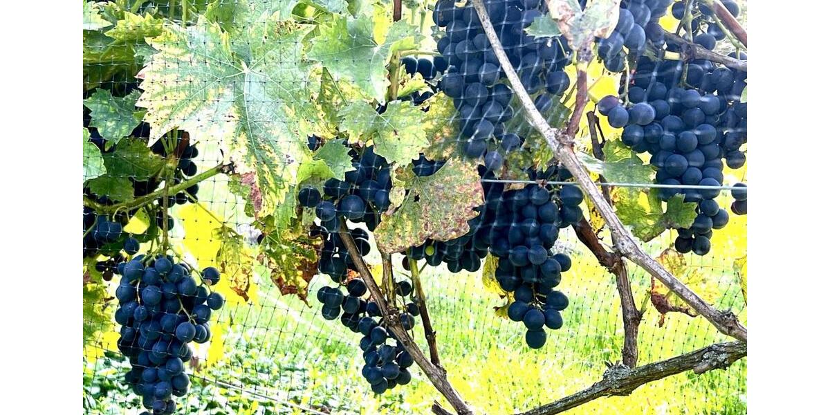 Einfamilienhaus Leisnig - 5 Zimmer, 120 m&sup2;, 140.000&euro; | Angebot:25852472