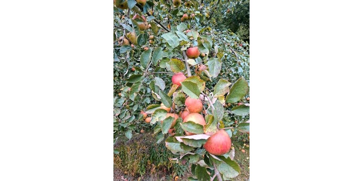 Einfamilienhaus Zeven - 8 Zimmer, 300 m&sup2;, 699.000&euro; | Angebot:25942775