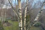 Einfamilienhaus Marktredwitz - 10 Zimmer, 281 m&sup2;, 1.500&euro; | Angebot:25873678