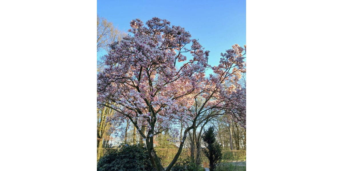 Doppelhaushälfte Löningen Augustenfeld - 5 Zimmer, 130 m&sup2;, 1.150&euro; | Angebot:26318971