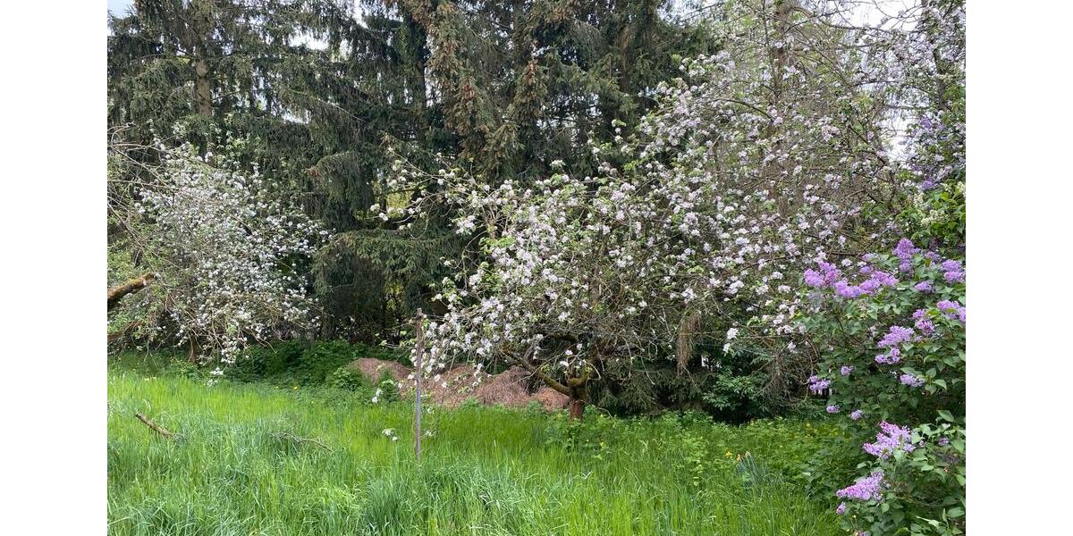 Grundstück Georgenthal - 27.500&euro; | Angebot:26459216