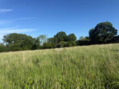 SONNIG, RUHIG & NATURNAH MIT AUSBLICK - Grundstück Riepsdorf | Angebot:26795057