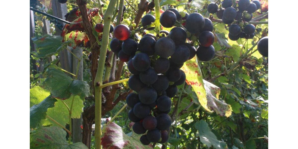 Doppelhaushälfte Marlow - 6 Zimmer, 135 m&sup2;, 412.900&euro; | Angebot:25394774