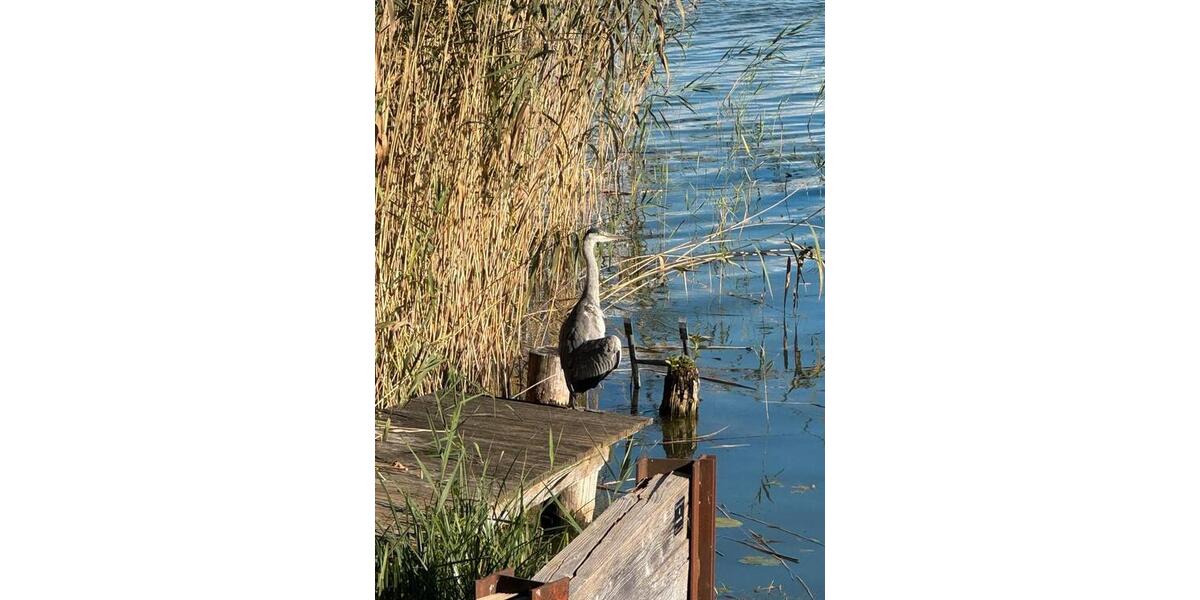 Reihenhaus Teterow - 3 Zimmer, 52 m&sup2;, 255.000&euro; | Angebot:26380018